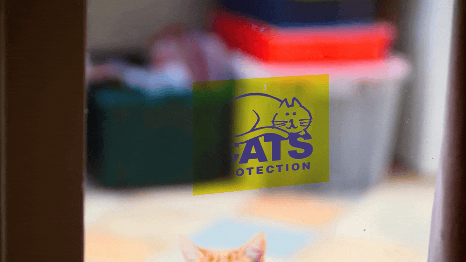 8220 Cats Protection Rebrand Tease V1f